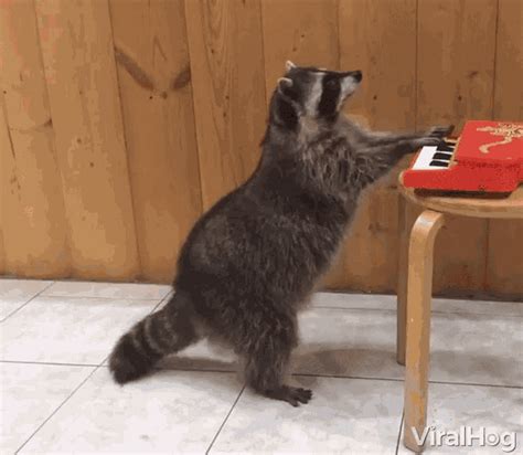 raccoon gifs|raccoon gif funny.